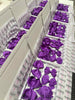 Surprise School Bundle - Ultra Violet- 5 Items